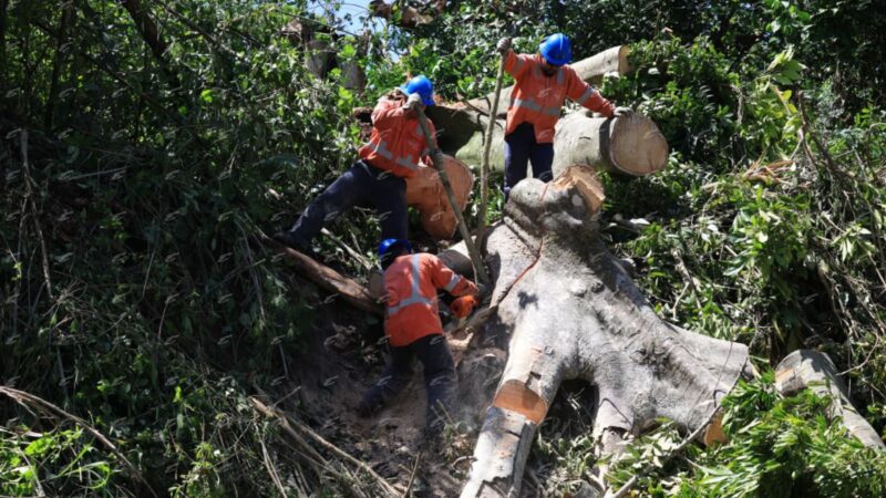 Caída de postes y árboles en Heredia. Foto: Sergio Espinoza. 