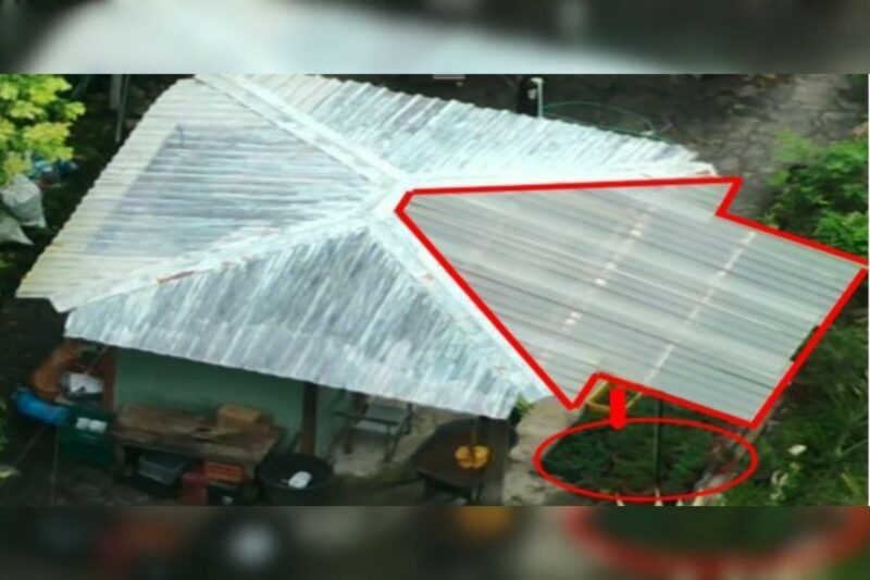 Vea las plantaciones de droga que tenía “Pecho de Rata” en Costa Rica