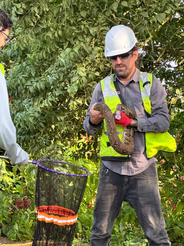 Rescatan más de 450 animales durante obras de infraestructur