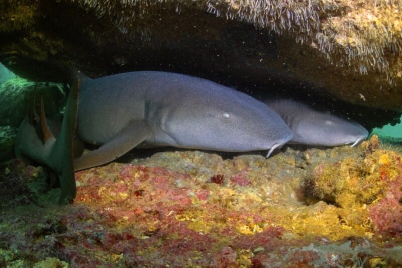 Tiburones en Bahía Santa Elena. Foto: crédito Steven Lara.