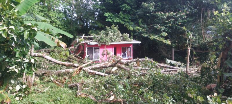 Fotos: Árbol cae sobre casa con 2 personas en su i