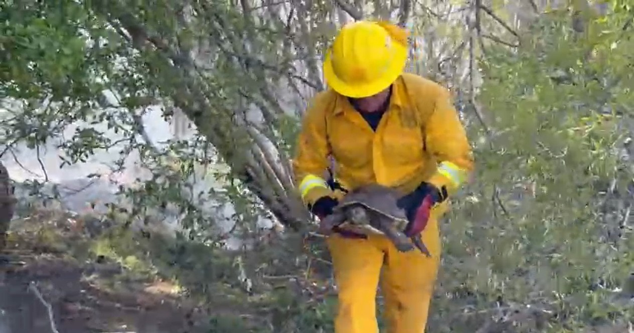 Video: Bombero rescata a tortuga del incendio en Palo Verde