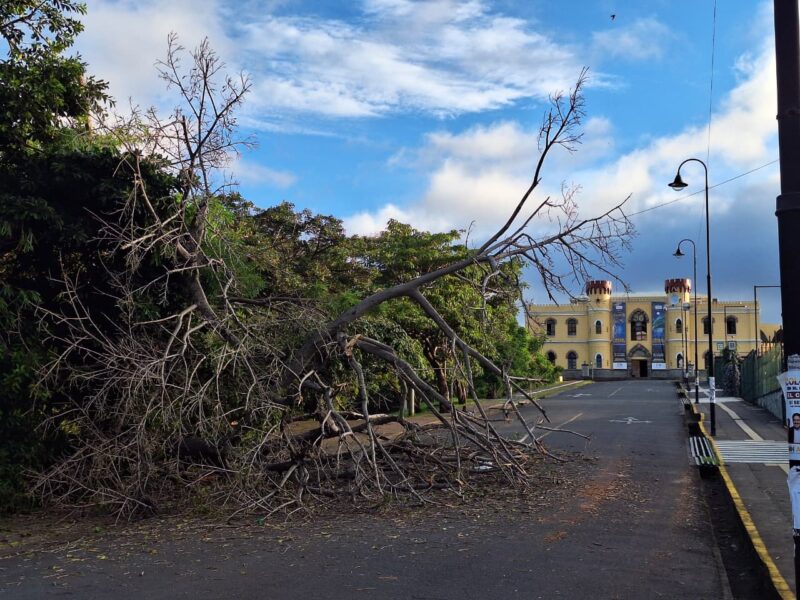 Árbol cae y bloquea vía cerca del Museo de los Niños. Foto: Joel Rodríguez.