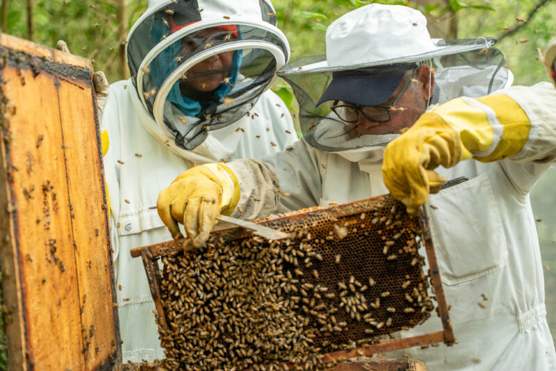 Una miel única impulsa la conservación de los manglares en Puntarenas