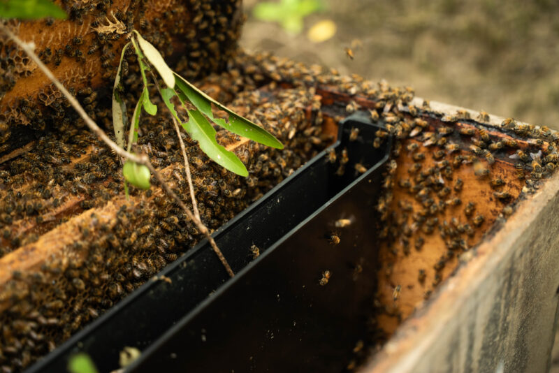 ApiMangle, un emprendimiento comunitario en Puntarenas. Foto: cortesía.
