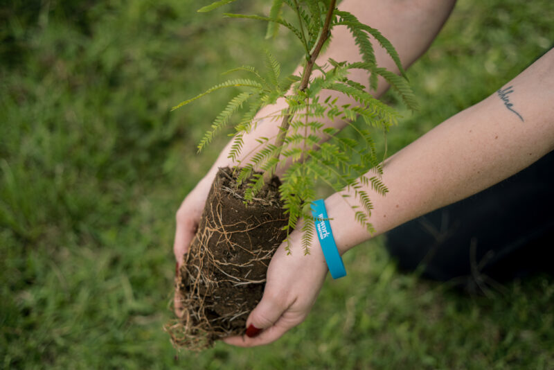 Reforestación. Foto: cortesía.